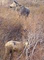 Alaska 2008 043